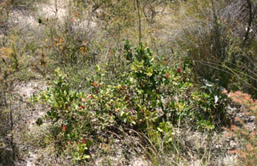 Anglesea Grevillea