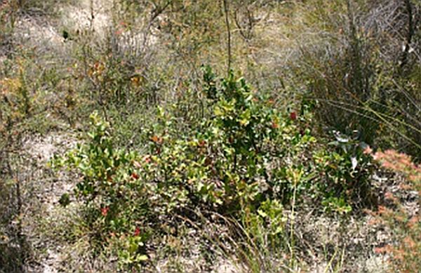 Anglesea Grevillea plant Image: Rani Hunt