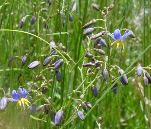 Matted Flax-lily