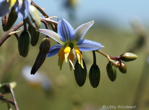 Matted Flax-lily