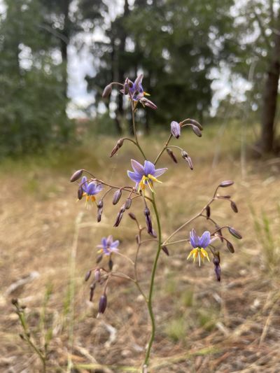 Matted Flax-lily (Dianella amoena). Tamandra D’Ombrain