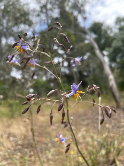 Matted Flax-lily (Dianella amoena). Tamandra D’Ombrain