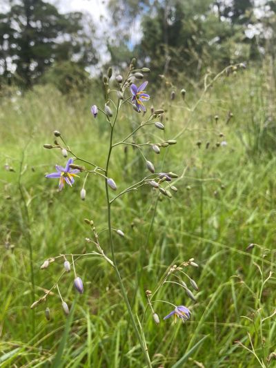 Matted Flax-lily (Dianella amoena). Tamandra D’Ombrain