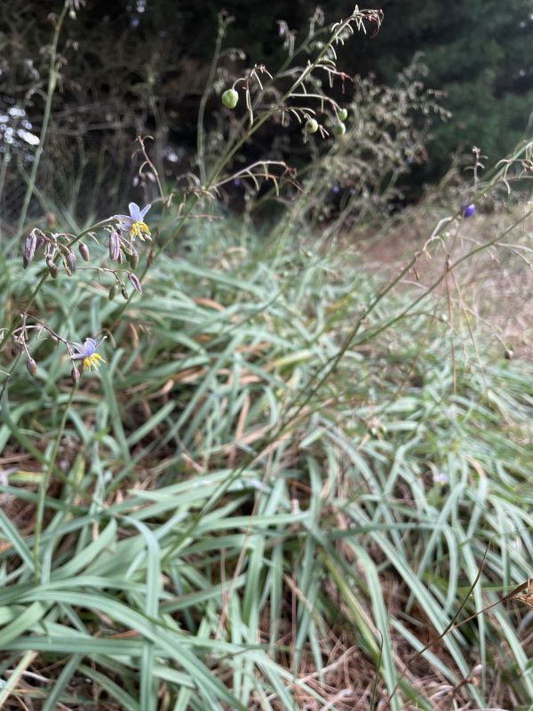 Matted Flax-lily (Dianella amoena). Tamandra D’Ombrain