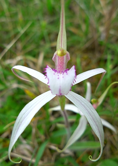 The Dwarf Spider Orchid is a stunning white spider orchid that is endemic to Victoria. It was thought to be extinct until its rediscovery in 2009.