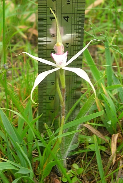 Its single, short hairy leaf appears in May. The single  white flower has fine pink markings.