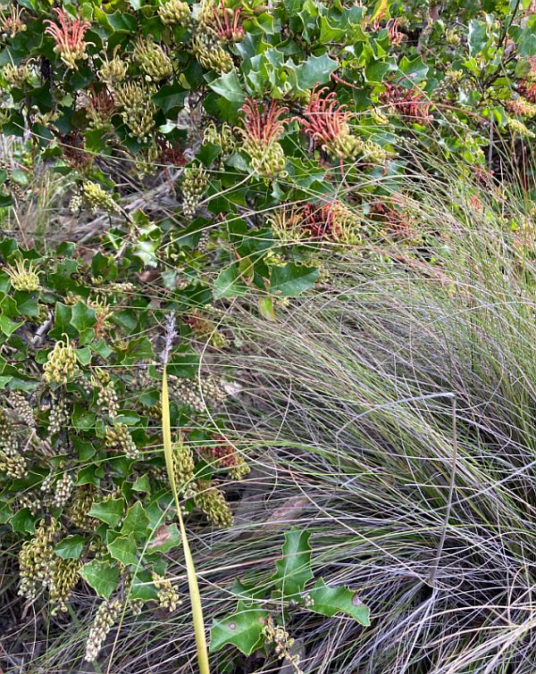 Enfield Grevillea in flower Image: Irena Cassettari