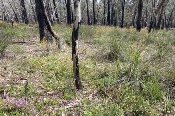 Enfield Grevillea habitat Image: Irena Cassettari