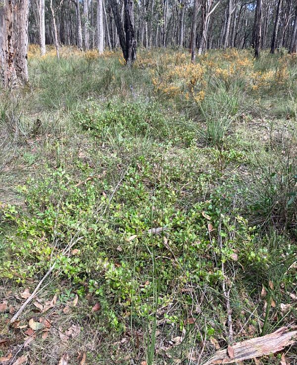 Enfield Grevillea Image: Irena Cassettari