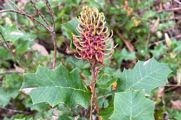 Enfield Grevillea flower .Image: Irena Cassettari