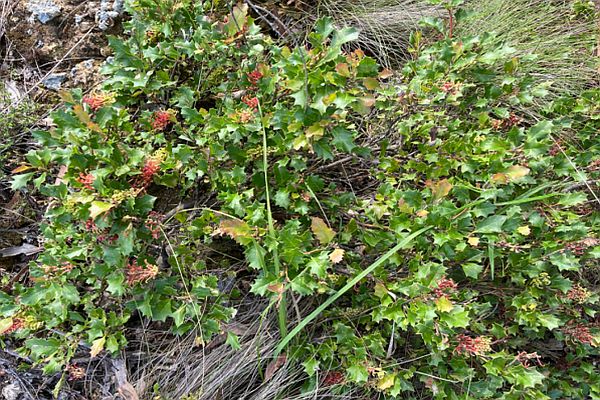 Enfield Grevillea Irena Cassettarii