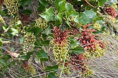 Enfield Grevillea