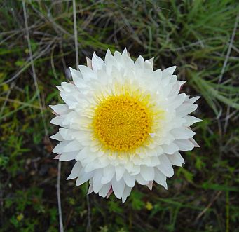 White Sunray