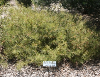 Juming-jack Wattle plant D. Brennan