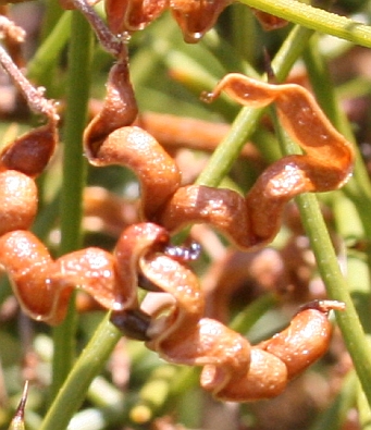 Jumping-jack Wattle enlarged view of seed pods