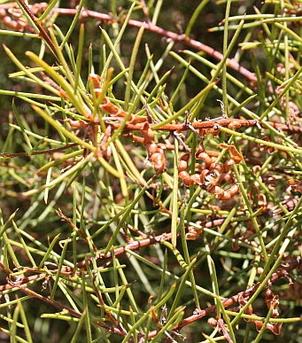 Jumping-jack Wattle plant view