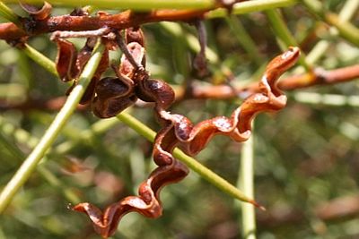 Jumping-jack Wattle