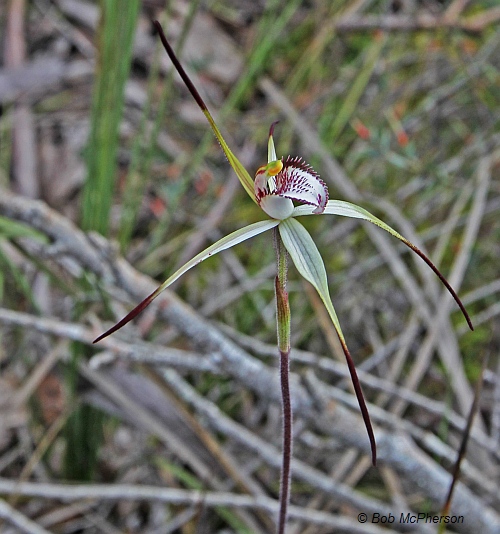 Mellblom's Spider-orchid