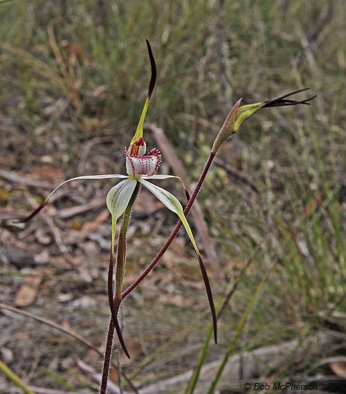 Mellblom's Spider-orchid Image: Bob McPherson