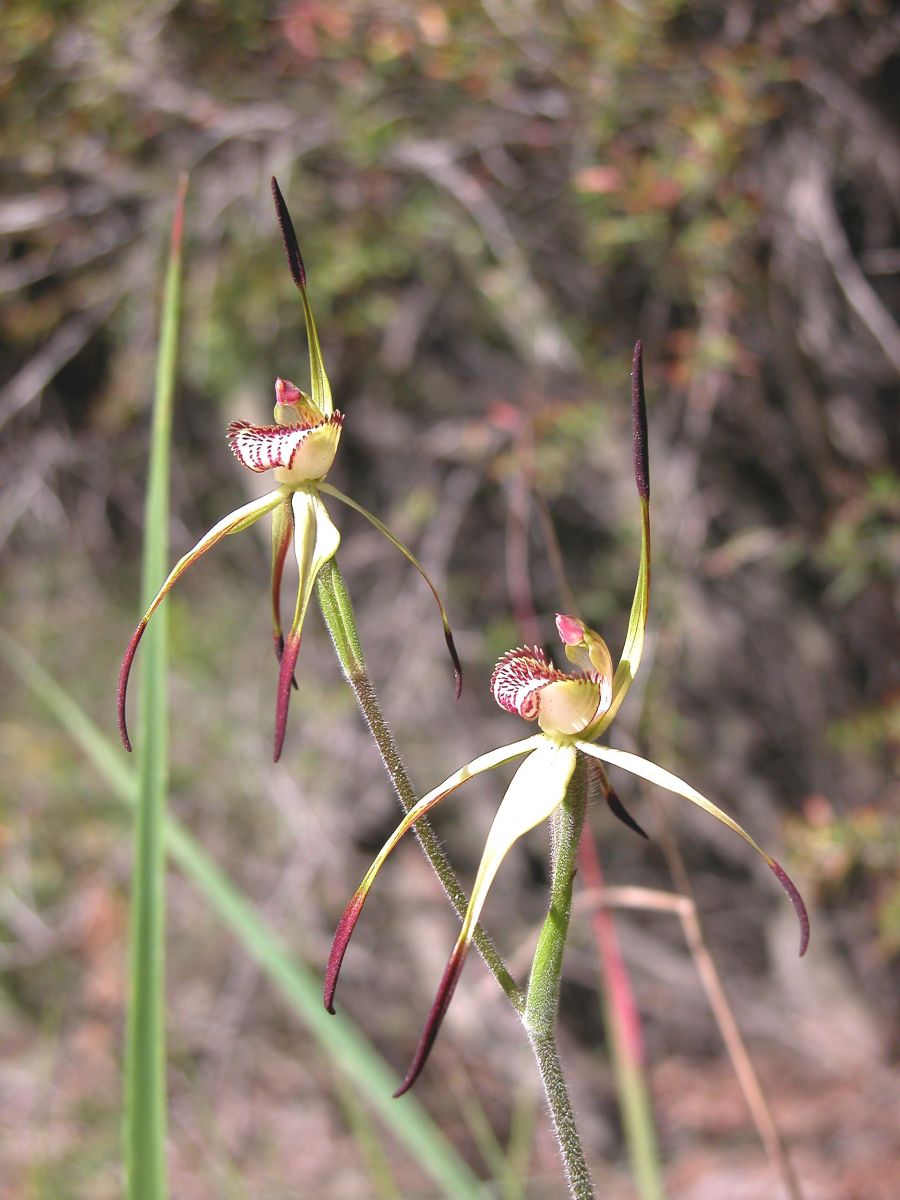 Mellblom's Spider-orchid Image: Andrew Pritchard