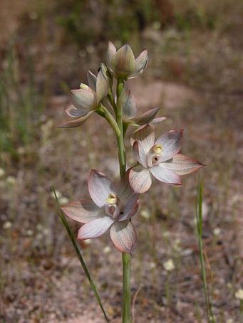 Metallic Sun-orchind - Thelymitra epipactoides