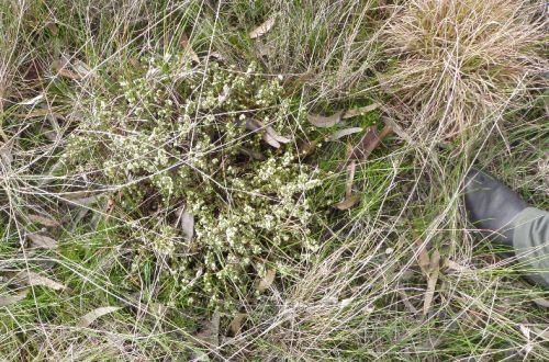 Spiny Rice-flower in flower within native grasslands.  Image: Jessie McMaster