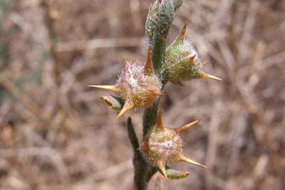 Turnip Copperburr Image: Ben Thomas