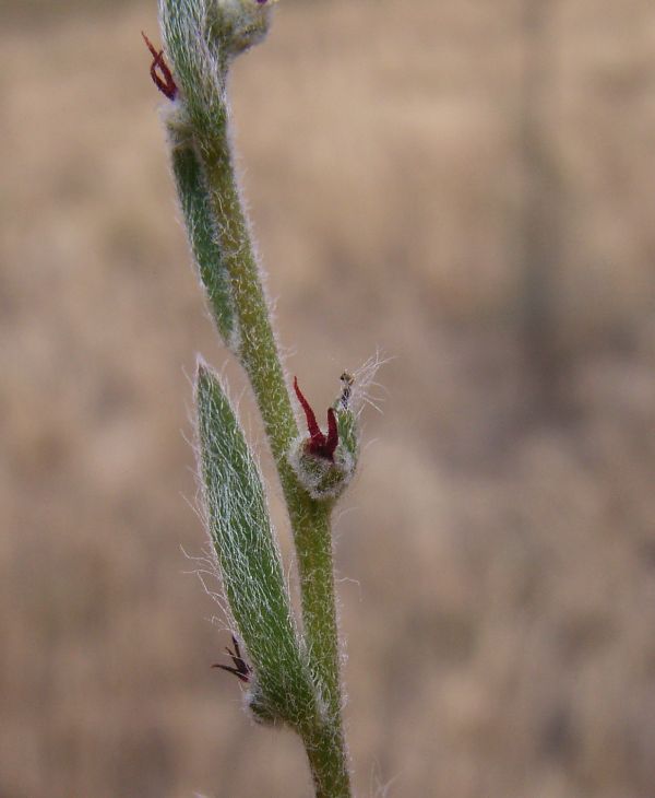 Turnip Copperburr flower Image: Ben Thomas