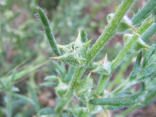 Turnip Copperburr green fruit Image Ben Thomas