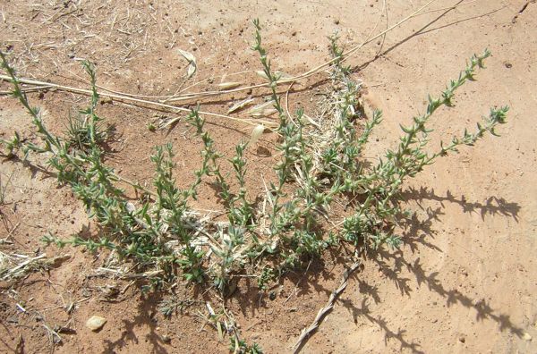 Turnip Copperburr plant. Image: Ben Thomas