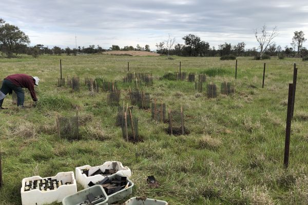 Wimmera Rice-flower planting with guards. Image: Pauline Rudolph