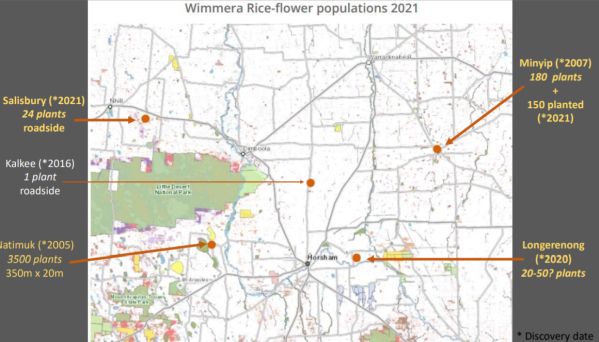 Wimmera Rice-flower populations 2021 Image: Pauline Rudolph DELWP