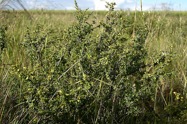 Wimmera Rice-flower Image: Jeff Blackman