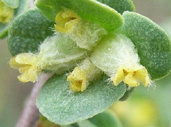 wimmera rice-flower close up flower