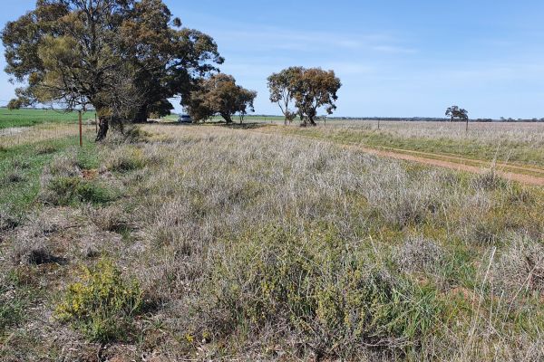 Wimmera Rice-flower near Salisbury Image: Mirinda Thorpe