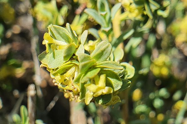 Wimmera Rice-flower at Salisbury. Image: Mirinda Thorpe