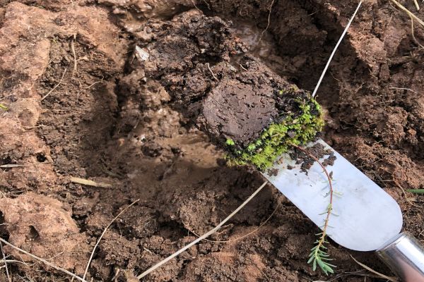 Wimmera Rice-flower planting  Image: Pauline Rudloph