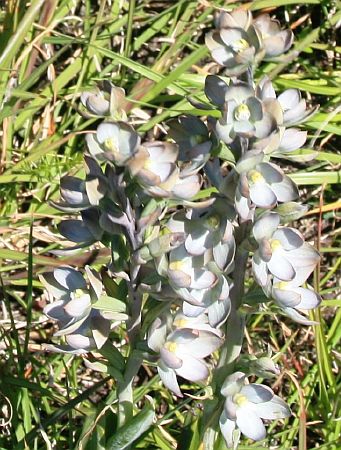 Metallic Sun-orchid. Flower colour is highly variable. Image: Noushka Reiter