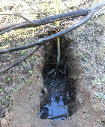 Digging to collect root material containing mycorrhizal fungi.