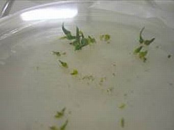 Successful growth of the first germinants of Metallic Sun-orchid, 3 months old.