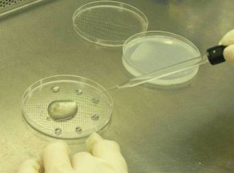 Mycorrhizal isolates being harvested from root material