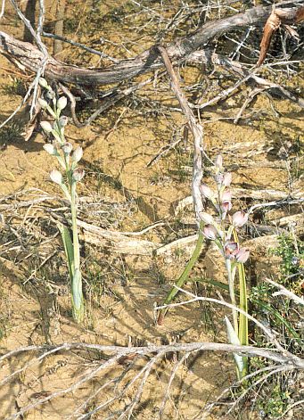 Typical habitat utilising bare area under dead vegetation