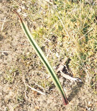 Metallic Sun-orchid non flowering mature form