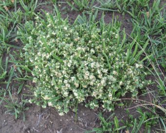 Spiny Rice-flower. Image: Debbie Reynolds, TFN