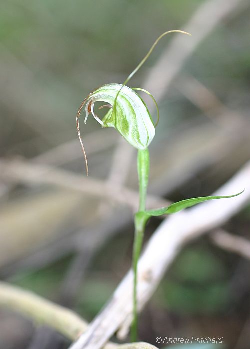 Swamp Greenhood in flower.