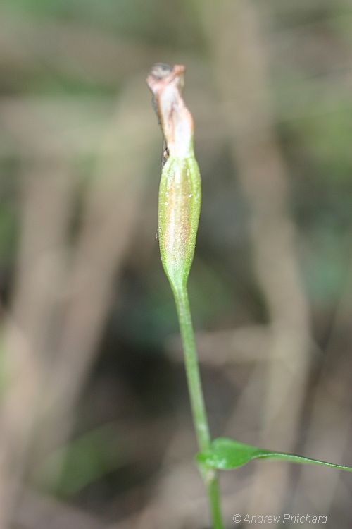 Swamp Greenhood seed capsule forming.