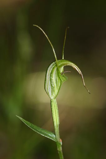 Swamp Greenhood - Image: Andrew Pritchard