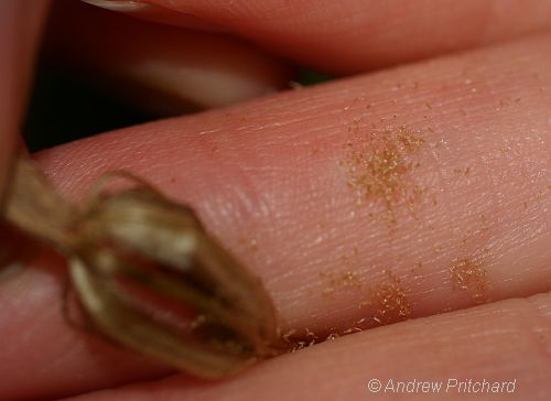 Swamp Greenhood seed dispersed from the seed capsule.