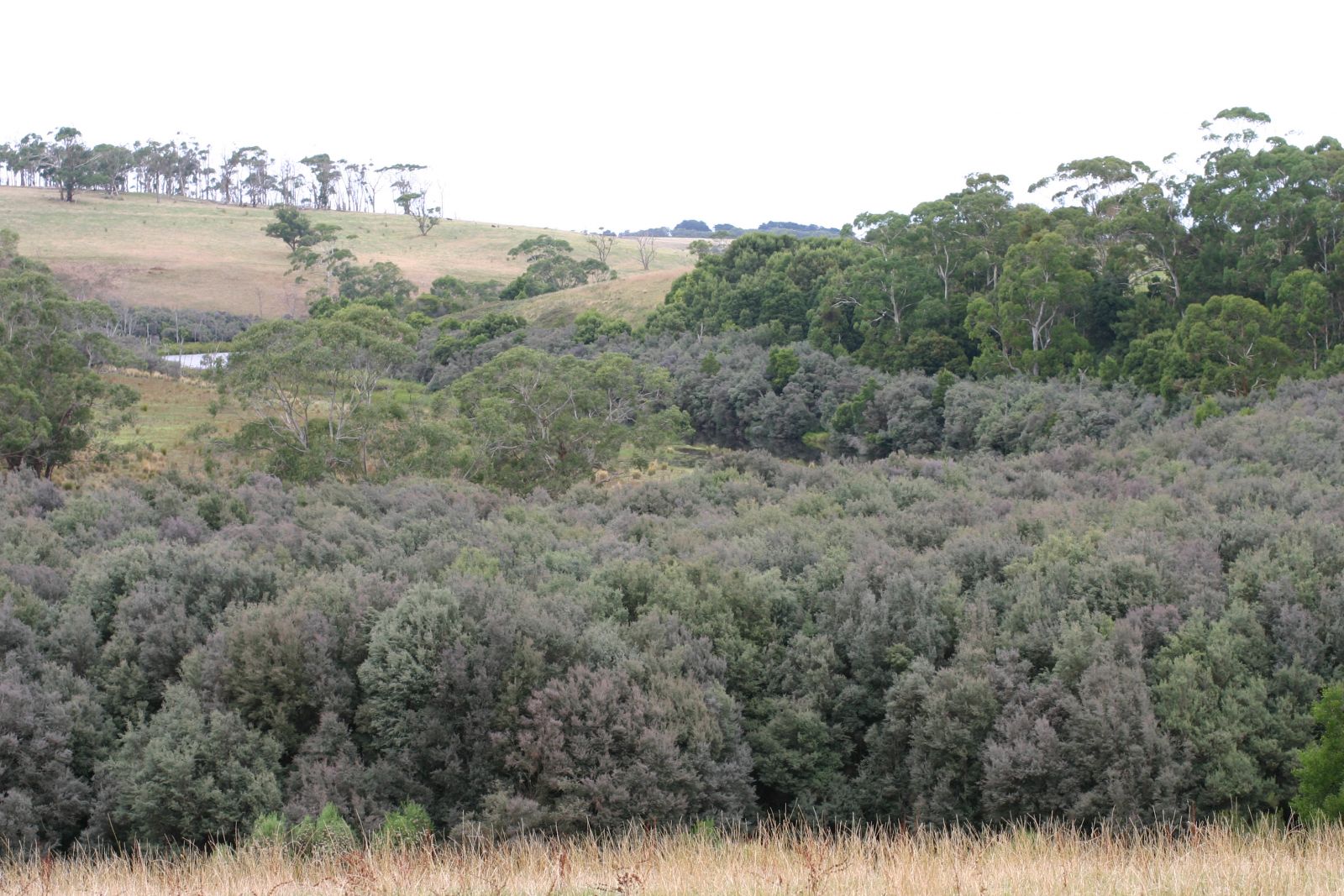 Typical Swamp Scrub habitat near Curdie Vale dominated by Woolly Tea-tree.