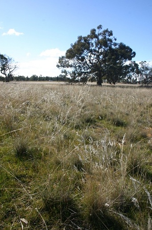 Rytidosperma (formerly Austrodanthonia) Wallaby Grass habitat at Salisbury Bushland Reserve in the Wimmera.